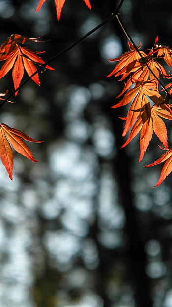 Autumn leaves, Orange color, Samsung Galaxy HD phone wallpaper