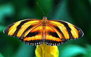 Macro, Branch, Butterfly, Stripes, Streaks, Wings, View HD wallpaper