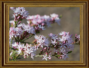 FRAMED FLOWERS, NATURE, FLOWERS, , FRAMED HD wallpaper
