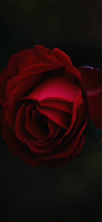 Red rose flower, Captivating beauty, Stunning petals, Love's symbol HD phone wallpaper