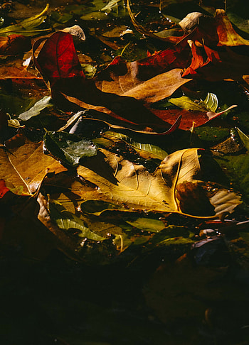Nature, Autumn, Leaves, Dark, Wet, Fallen HD phone wallpaper