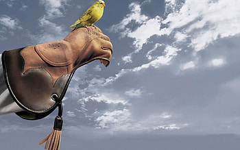 Animals, Sky, Parrots, Hand, Color HD wallpaper