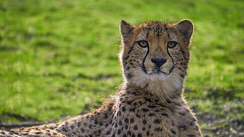 Animals, Cheetah, Muzzle, Big Cat HD wallpaper