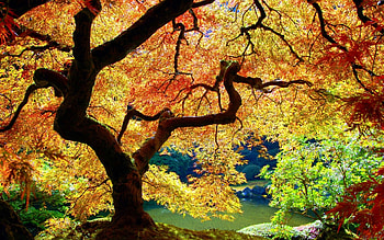 Plants, Landscape, Trees, Autumn HD wallpaper