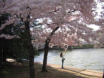 spring, pink, lake, sakura HD wallpaper