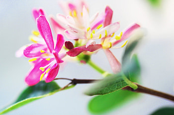 pink Fuchsia flowers, fuchsia, pink, nature, flowers HD wallpaper