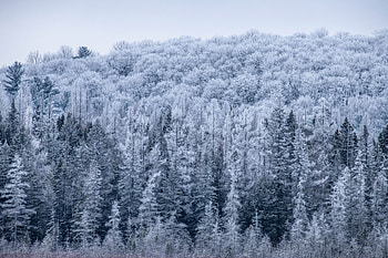 Frosted forests of the Haliburton Highlands, Canada, forest, nature, winter HD wallpaper