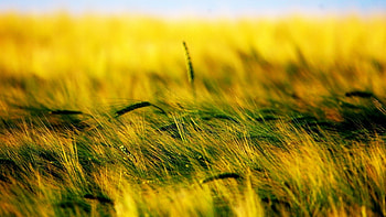 Plants, Wheat HD wallpaper