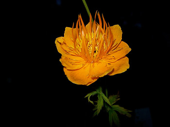 orange flower, orange, flower HD wallpaper