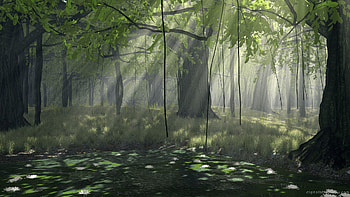 Nature, Trees, Sun, Rays, Beams, Forest, Vines, Creepers HD wallpaper