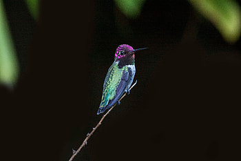 Hummingbird Close Up , hummingbird, birds HD wallpaper