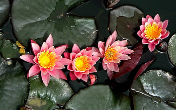 Water Lily, , Tranquil scene, Natuural beauty HD wallpaper