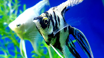 Angelfish, Ultra , , Backgrounds HD wallpaper