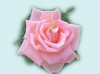 beauty, rose, pink, beautiful, flower HD wallpaper