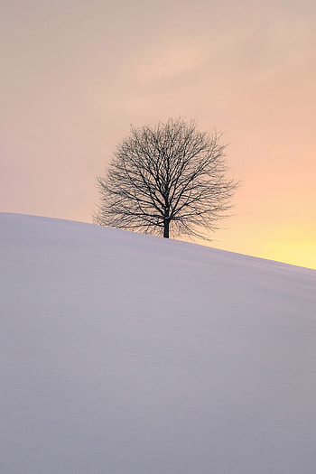 Winter, Nature, Snow, Wood, Tree, Minimalism, Hillock HD phone wallpaper
