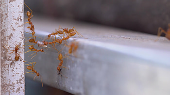 Red ant unity team, Ant bridge formation, Concept of teamwork, Cooperative behavior HD wallpaper