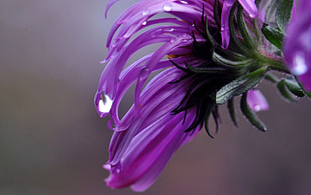 Lilac, Drops, Flower, Macro HD wallpaper
