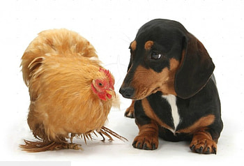 Dachshund with chicken, dog, chicken, dachshund, bird, pet HD wallpaper