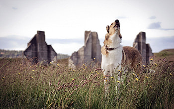 Animals, Grass, Dog, Waiting, Expectation, Howl HD wallpaper