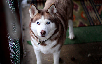 Animals, Dog, Muzzle, Sight, Opinion, Husky, Haska HD wallpaper