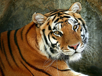 Animals, Tigers HD wallpaper