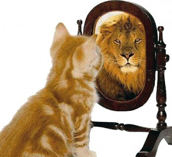 cat leo, animal, mirror, joke, cat, funny, leo HD wallpaper