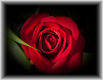 Red rose, flowers, roses HD wallpaper