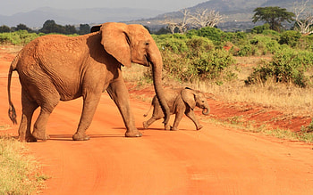 elephants, cool, fun, animals HD wallpaper