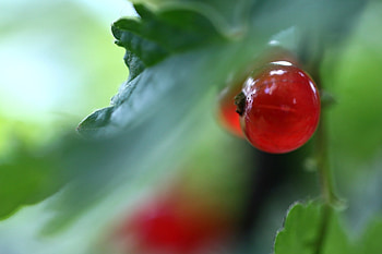 Red currant, Juicy fruit, Full , Exquisite colors HD wallpaper