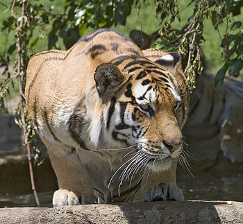 Tiger, tigers, animals HD wallpaper