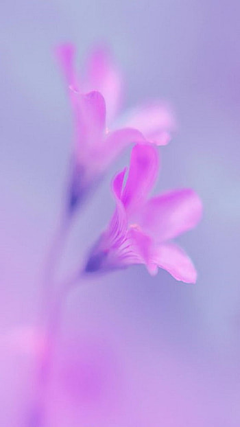 Flowers, pink HD phone wallpaper