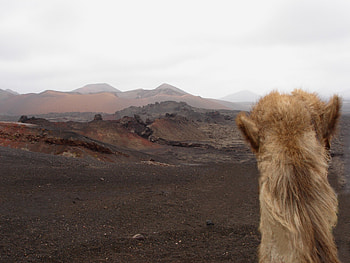 Ship of the desert, animal, camel, volcanoes, hot, desert, mountains HD wallpaper