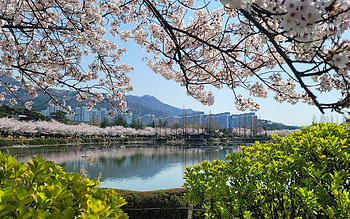 Spring by Lake, spring, blossoms, lake, cherry trees HD wallpaper