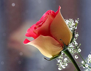 Pink Rose, rose, pink, beautiful HD wallpaper