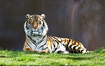 Animals, Grass, To Lie Down, Lie, Predator, Big Cat, Tiger HD wallpaper