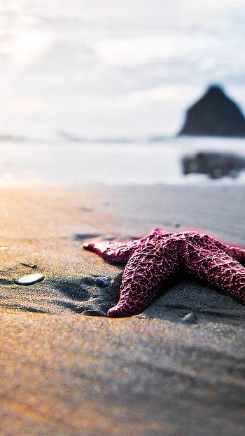 Starfish, Animals, Purple HD phone wallpaper