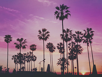 Nature, Trees, Sunset, Palms HD wallpaper