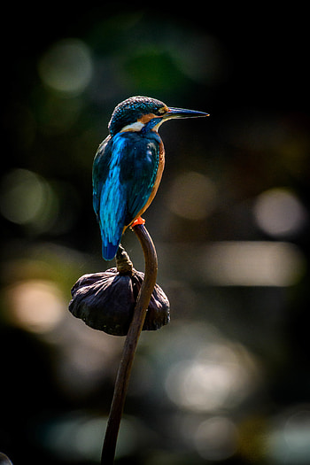 Animals, Flower, Bird, Beak, Kingfisher HD phone wallpaper