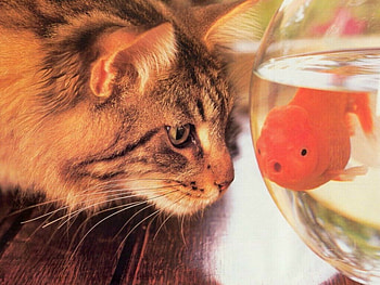 Hello Supper, hungry, cat, fish, bowl, curious, fish bowl HD wallpaper