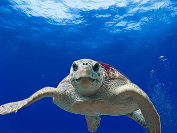 Captivating close-up of a sea turtle gracefully swimming in the clear blue ocean. HD wallpaper