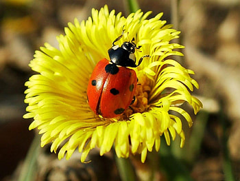 Insects, Ladybugs HD wallpaper