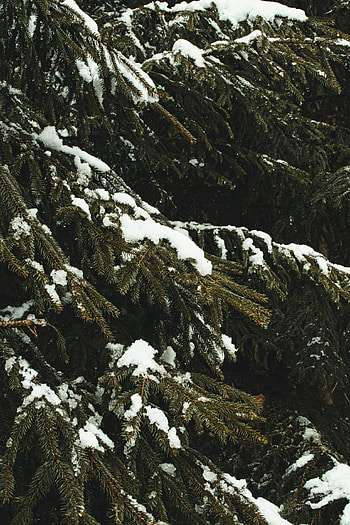 Winter, Nature, Trees, Snow, Branches, Fir, Spruce HD phone wallpaper