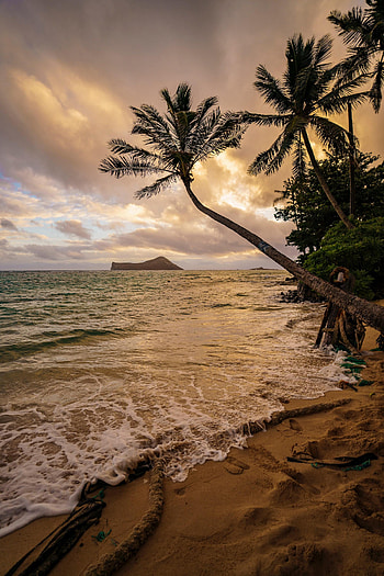 Nature, Sea, Beach, Palms, Tropics HD phone wallpaper