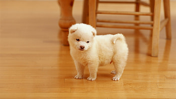 Animals, Dogs HD wallpaper