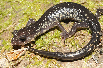 Cow knob salamander, Salamander HD wallpaper