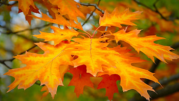 Maple leaf, Autumn hues HD wallpaper