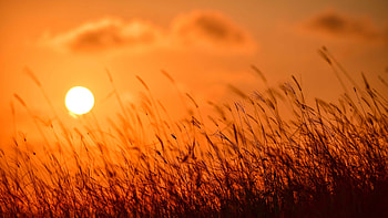 Closeup View Of Grass Field During Sunset Nature HD wallpaper