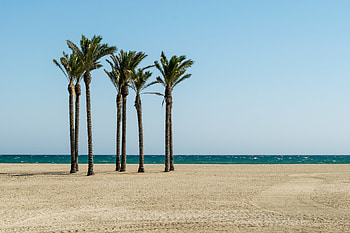 Palm trees, trees, beach HD wallpaper