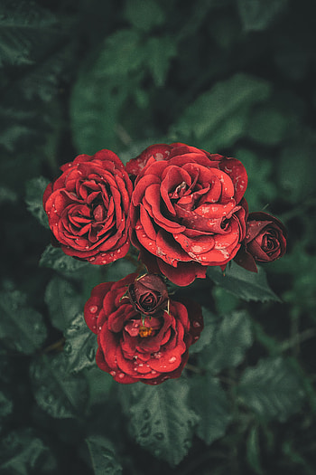 Flowers, Roses, Drops, Petals, Buds HD phone wallpaper