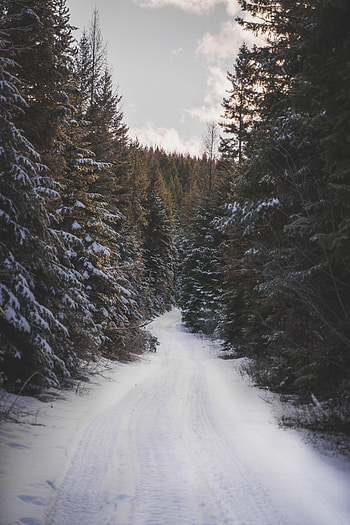 Winter, Nature, Trees, Snow, Road, Forest HD phone wallpaper